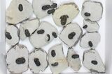 Lot: Bargain Gerastos Trilobite Fossils - Pieces #84620-1